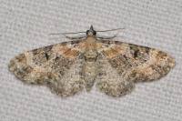 Eupithecia pulchellata