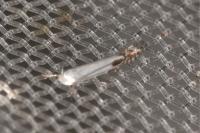 Lyonetia clerkella