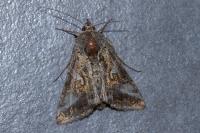 Autographa gamma
