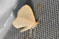 Euchoeca nebulata