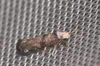 Paraswammerdamia nebulella