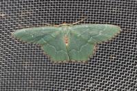 Hemithea aestivaria