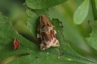 Archips xylosteana