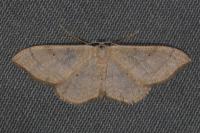Mythimna straminea