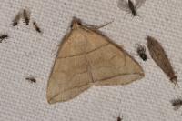 Herminia grisealis