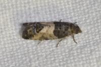 Spilonota ocellana