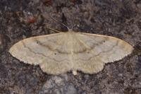 Idaea deversaria