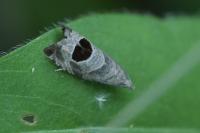 Notocelia uddmanniana