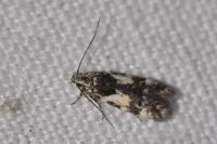 Teleiodes luculella