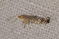 Argyresthia spinosella