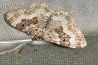 Epirrhoe alternata