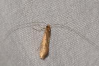 Nematopogon