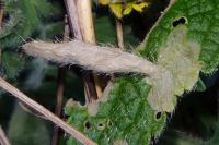 Coleophora paucinotella
