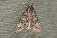 Acronicta megacephala