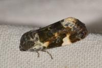 Acontia lucida