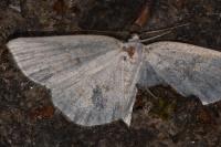 Cabera exanthemata