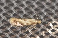 Bucculatrix ulmella