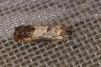 Pammene fasciana