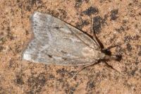 Eudonia pallida