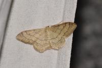 Idaea aversata