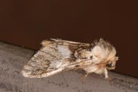 Drymonia dodonaea