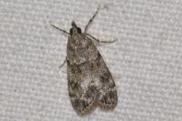 Eudonia mercurella