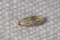 Bucculatrix bechsteinella