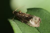 Hedya nubiferana