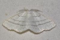 Cabera pusaria