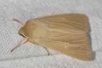 Mythimna pallens