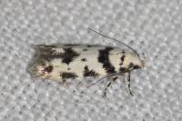Pseudotelphusa scalella