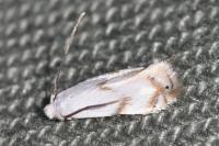 Pseudopostega crepusculella