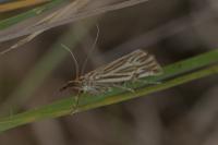 Chrysocramboides craterellus