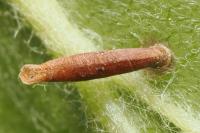 Coleophora trigeminella