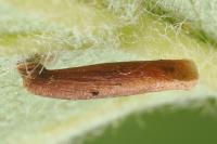 Coleophora trigeminella