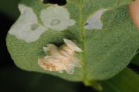 Coleophora colutella