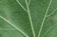 Coleophora trigeminella