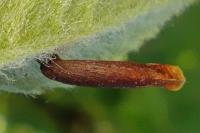 Coleophora trigeminella