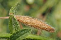 Coleophora paucinotella