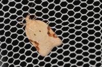 Acleris ferrugana/notana