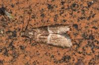 Elegia similella