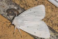 Spilosoma urticae