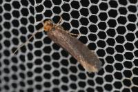 Cephimallota crassiflavella