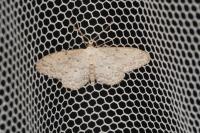 Idaea seriata