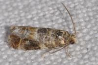 Lobesia botrana/reliquana