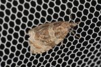 Celypha