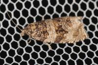 Celypha