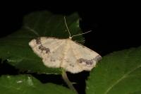 Idaea trigeminata