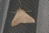 Mecyna asinalis