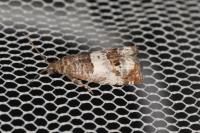 Notocelia trimaculana